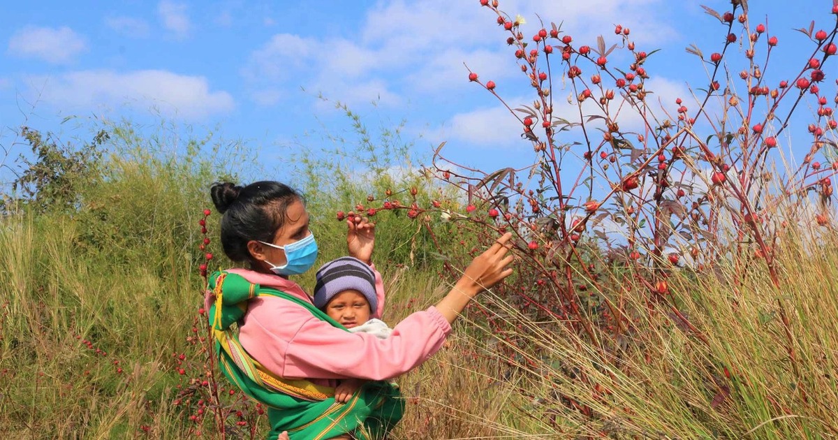 Đầu xuân lên rừng hái hoa atiso, bỏ túi hàng chục triệu đồng