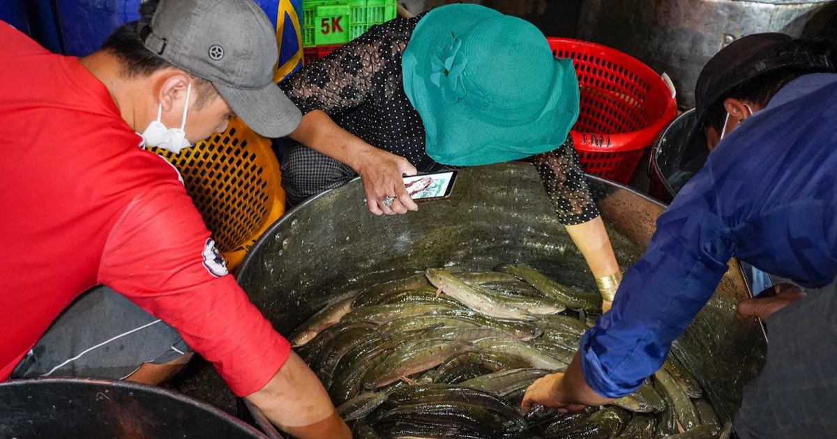 Hơn 300 tấn cá lóc nhập về chợ cá lớn nhất Sài Gòn trước ngày vía Thần tài