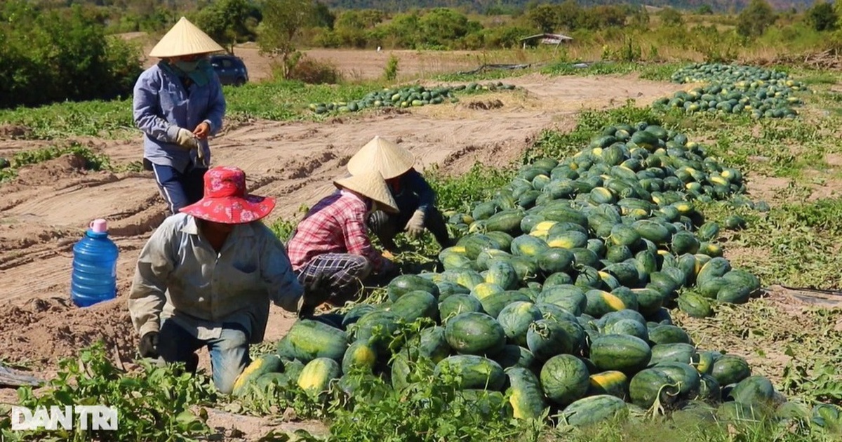 Chục ký dưa hấu mới mua được ổ bánh mì, nông dân mỏi mắt tìm thương lái