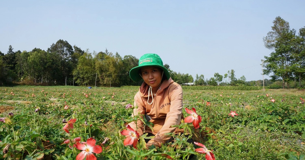 Trồng sâm dễ như trồng khoai, lãi gấp hàng chục lần