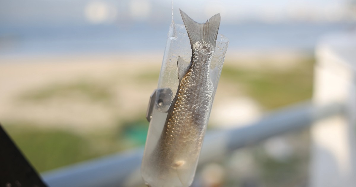 Unique way of fishing with… unique plastic bottles in Da Nang