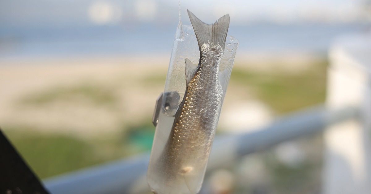 Độc đáo tuyệt chiêu câu cá bằng… chai nhựa có một không hai ở Đà Nẵng