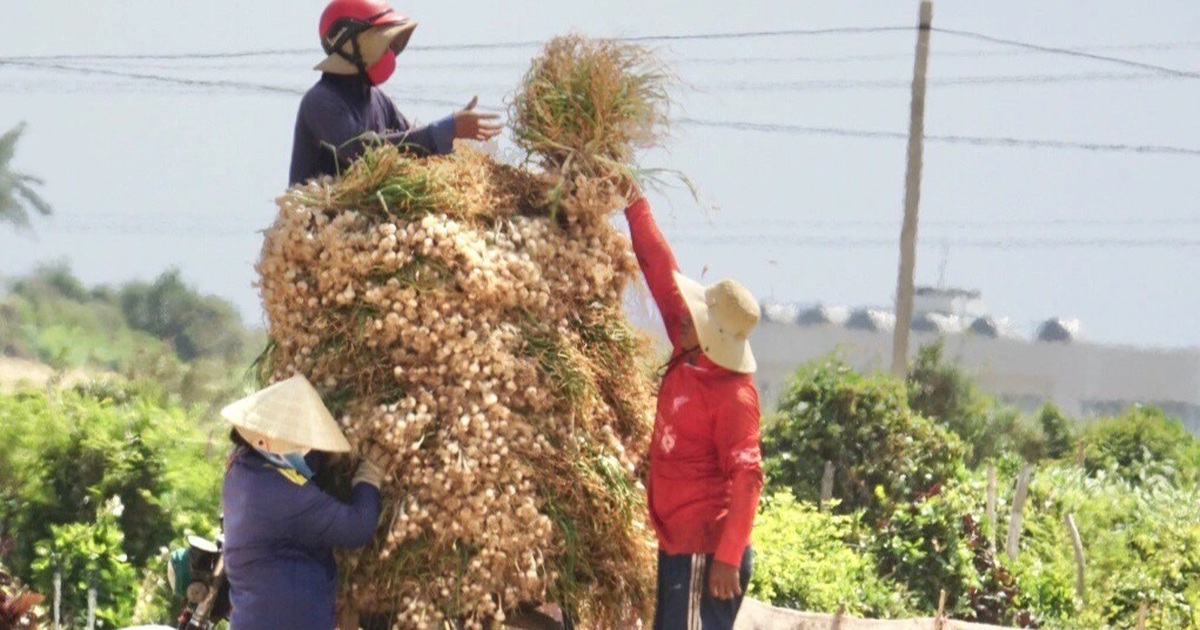 Người dân đảo Lý Sơn lao đao với 