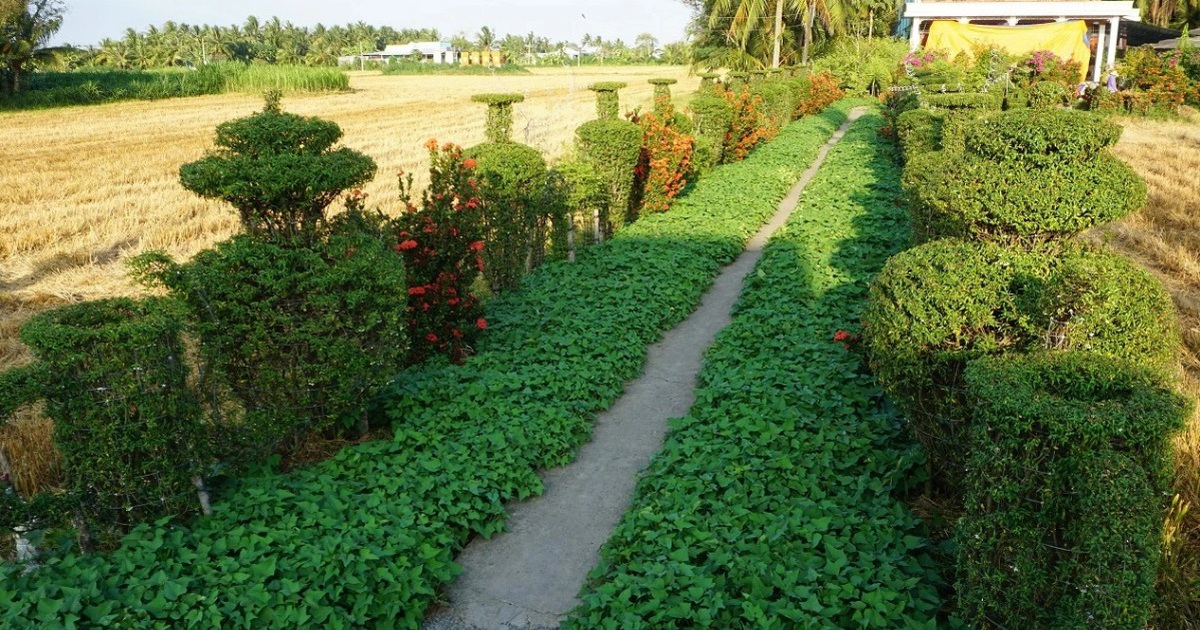 A row of unique ornamental plants that make thousands of people fall in love with the old farmer in the West