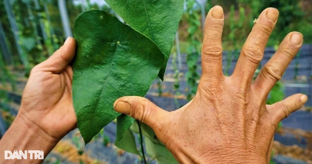 Thu tiền tỷ nhờ trồng loài cây dại, càng nắng nóng càng 'hái ra tiền'