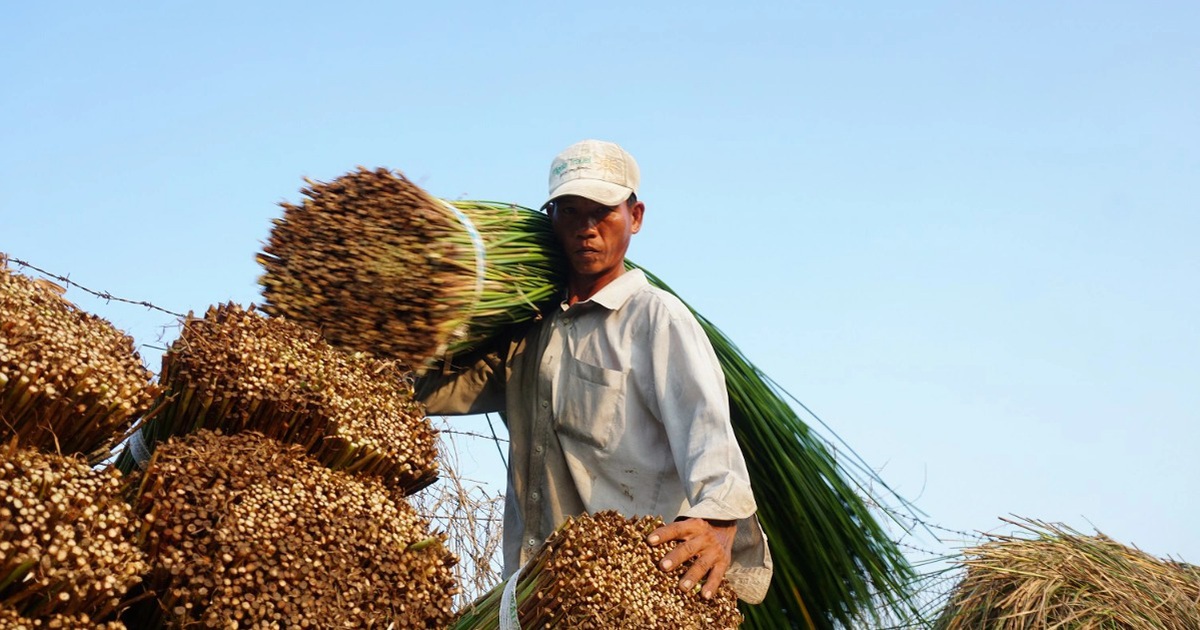 Loại cỏ cao hơn đầu người, trồng một lần gặt 7 năm, lãi gấp 3 trồng lúa