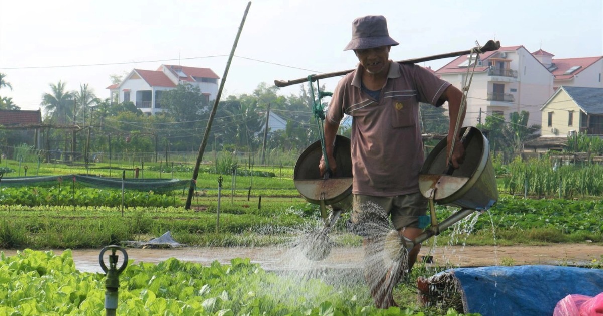 Làng rau Trà Quế được đưa vào danh mục Di sản văn hóa phi vật thể quốc gia