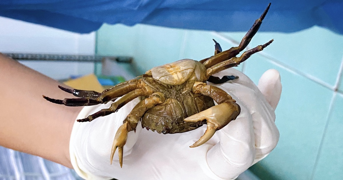 The rain flooded the hospital in Ho Chi Minh City, the doctor caught crabs in the emergency room