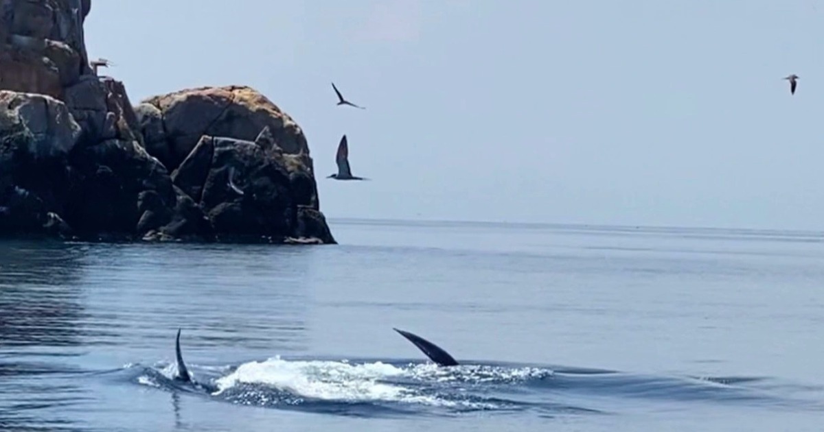 Cá voi xanh lần đầu tiên xuất hiện ở biển Đề Gi - Bình Định