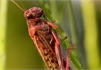 India combats locust attack amid Covid-19 pandemic