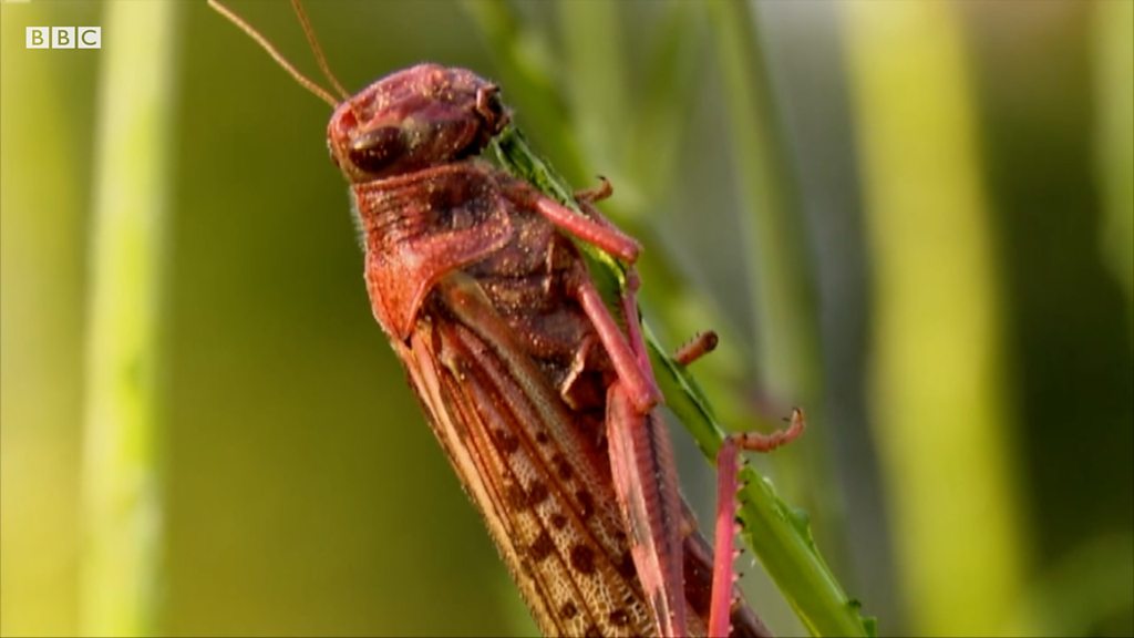 India combats locust attack amid Covid-19 pandemic