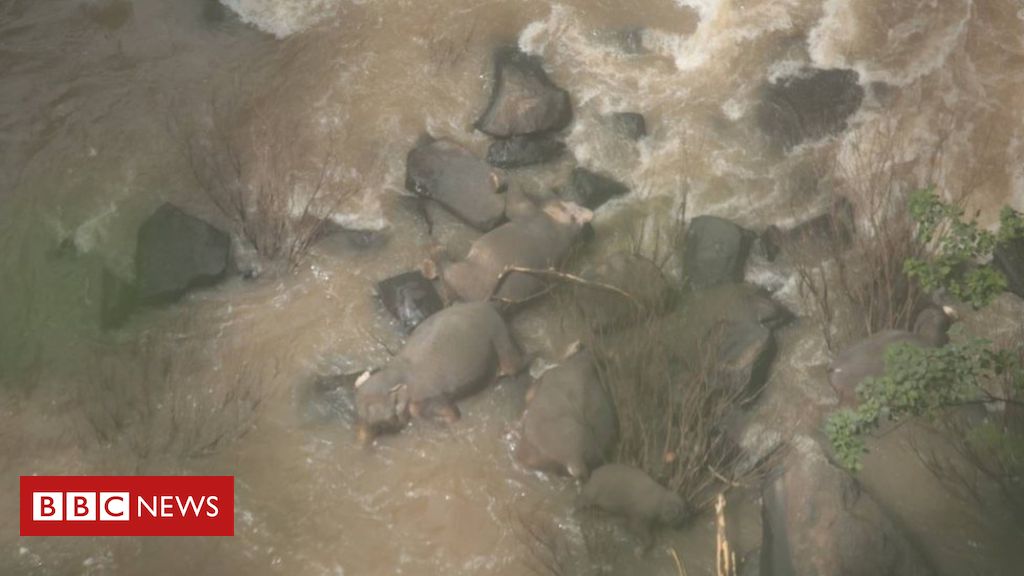 Thailand dead elephants: Officials try to retrieve bodies