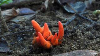 The poison fire coral fungus found in Australia