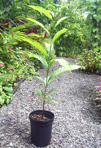 Bi mat chua tung biet ve vu sua hoang kim 1 trieu dong/kg hinh anh 12