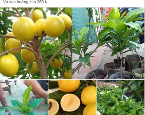 Bi mat chua tung biet ve vu sua hoang kim 1 trieu dong/kg hinh anh 4