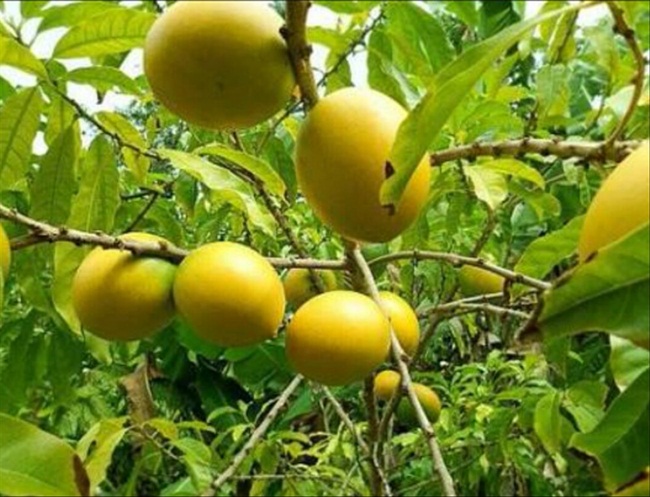 Bi mat chua tung biet ve vu sua hoang kim 1 trieu dong/kg hinh anh 6