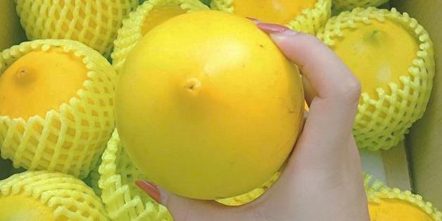 Bí mật chưa từng biết về vú sữa hoàng kim 1 triệu đồng/kg