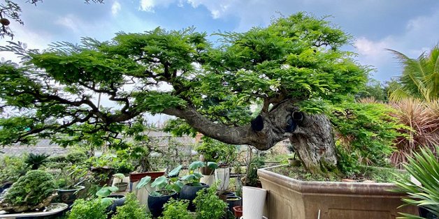 Cặp đôi siêu cây cảnh me - tường vi 'ế chỏng chơ' sau nhiều năm hét giá gần 5 tỷ