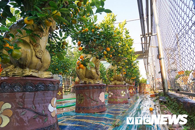 Doc dao chuot vang cong quat vua xuat hien da co khach dat mua hinh anh 6