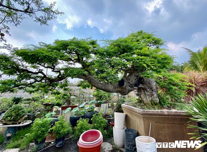 Cap doi sieu cay canh me - tuong vi 'e chong cho' sau nhieu nam het gia gan 5 ty dong hinh anh 1