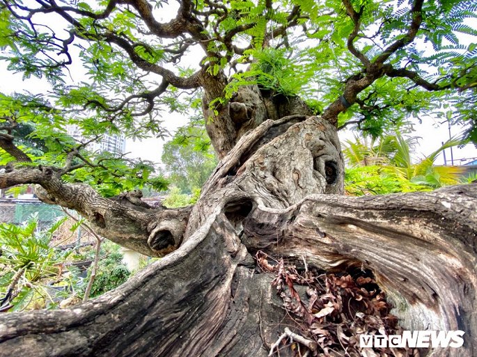 Cap doi sieu cay canh me - tuong vi 'e chong cho' sau nhieu nam het gia gan 5 ty dong hinh anh 5