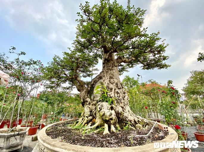 Cap doi sieu cay canh me - tuong vi 'e chong cho' sau nhieu nam het gia gan 5 ty dong hinh anh 8