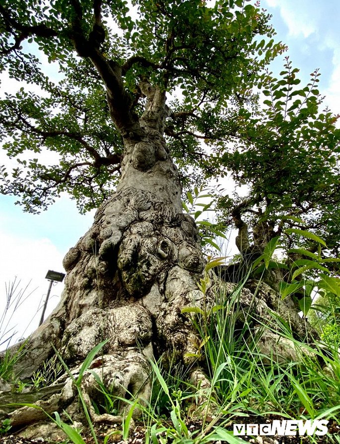 Cap doi sieu cay canh me - tuong vi 'e chong cho' sau nhieu nam het gia gan 5 ty dong hinh anh 10