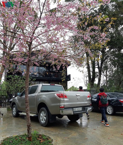 discovering beautiful cherry blossoms of kon tum hinh 1