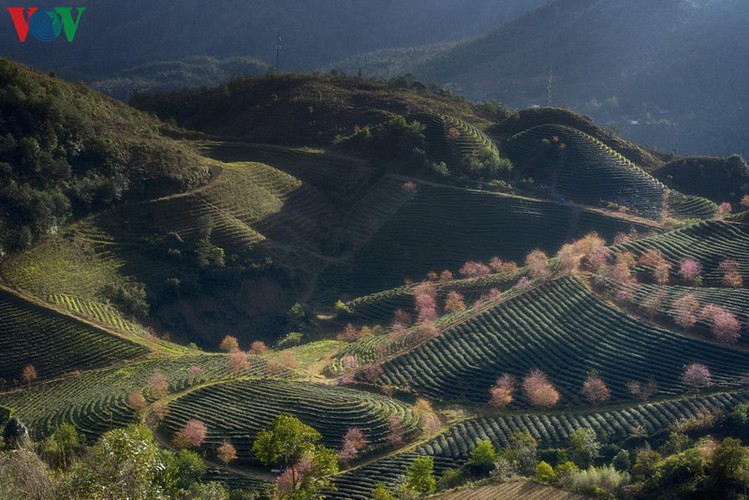 exploring spectacular sight of sapa during spring hinh 2