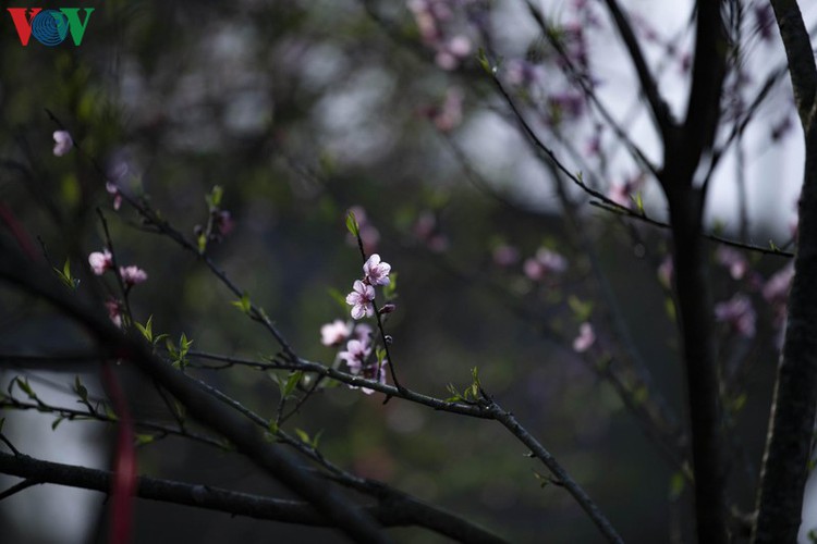 exploring spectacular sight of sapa during spring hinh 3