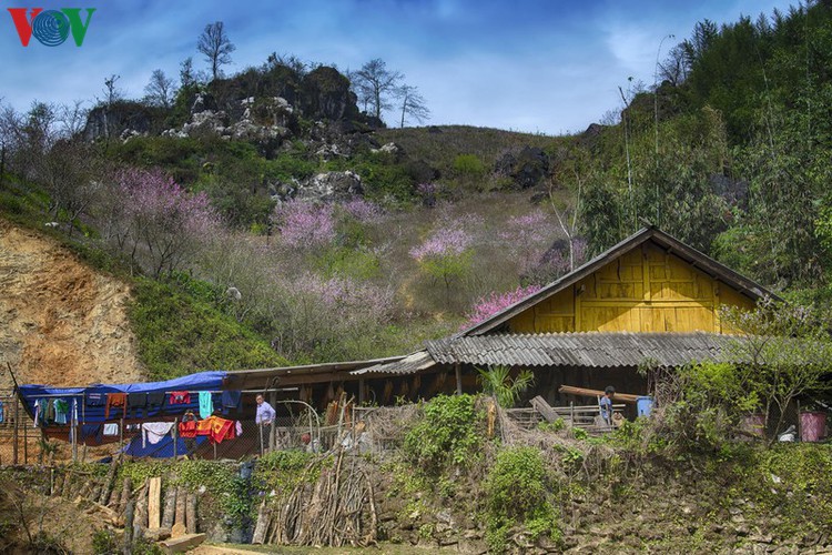 exploring spectacular sight of sapa during spring hinh 5