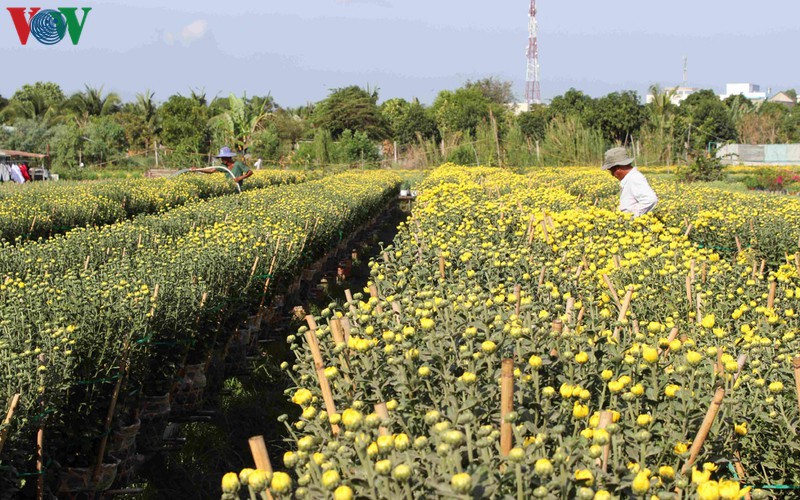 pho tho-ba bo flower village gears up for tet hinh 1