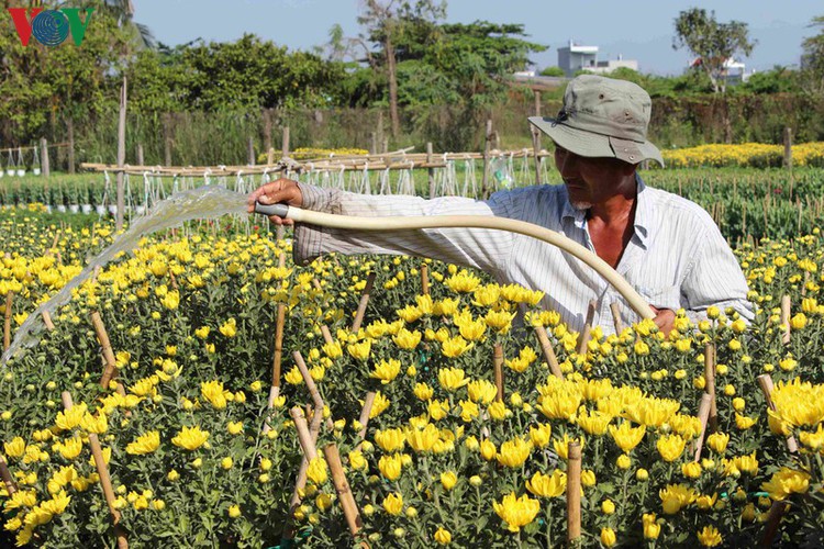 pho tho-ba bo flower village gears up for tet hinh 2