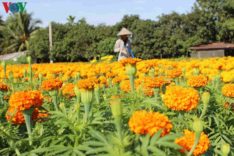 pho tho-ba bo flower village gears up for tet hinh 5