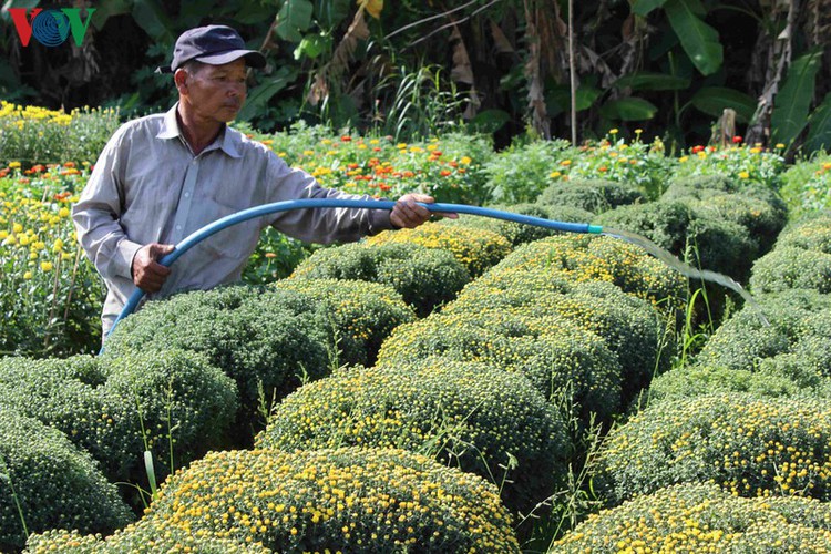 pho tho-ba bo flower village gears up for tet hinh 6