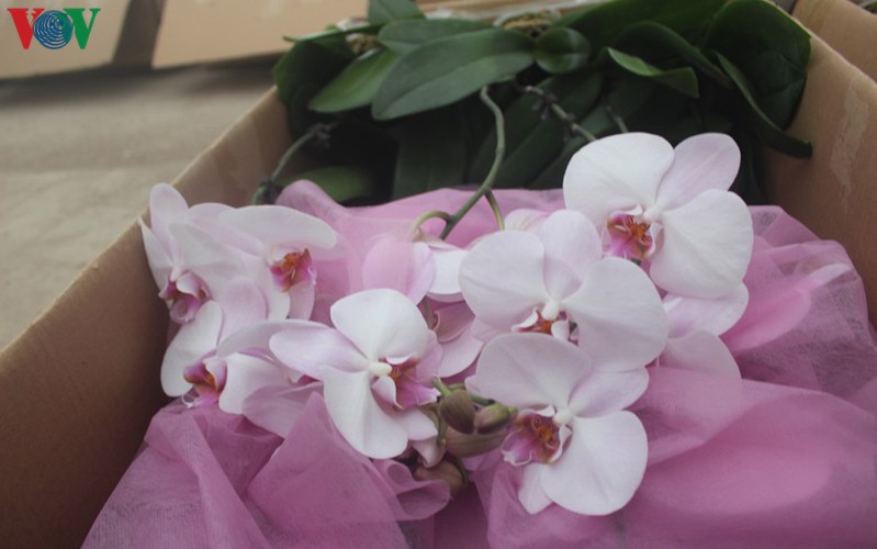 expensive orchid pots prove popular among customers ahead of tet hinh 5