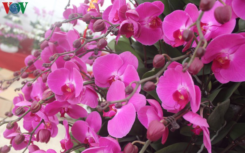 expensive orchid pots prove popular among customers ahead of tet hinh 11