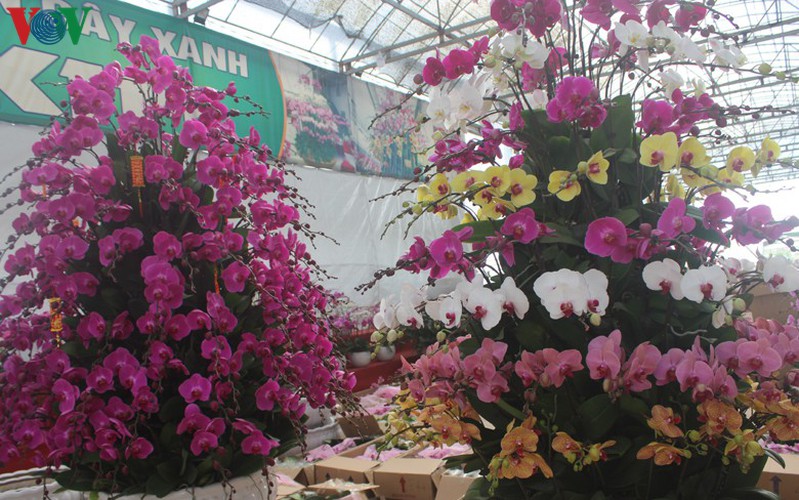 expensive orchid pots prove popular among customers ahead of tet hinh 12