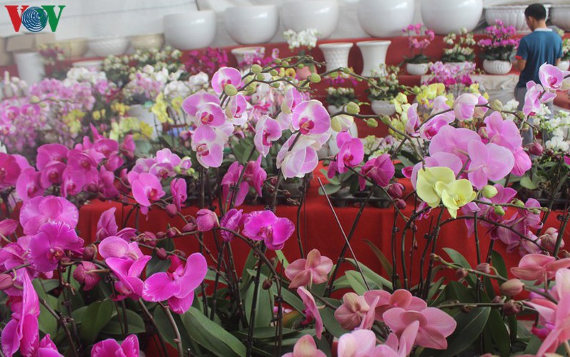 expensive orchid pots prove popular among customers ahead of tet hinh 13