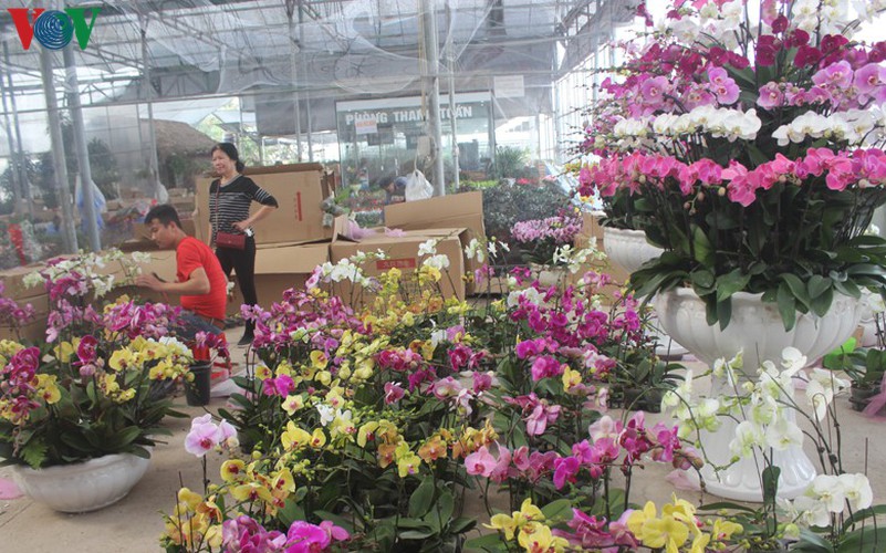 expensive orchid pots prove popular among customers ahead of tet hinh 14