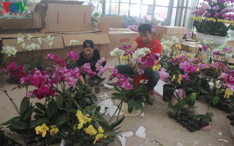 expensive orchid pots prove popular among customers ahead of tet hinh 15