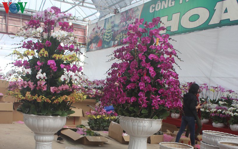 expensive orchid pots prove popular among customers ahead of tet hinh 1