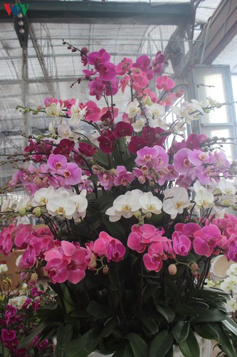 expensive orchid pots prove popular among customers ahead of tet hinh 2