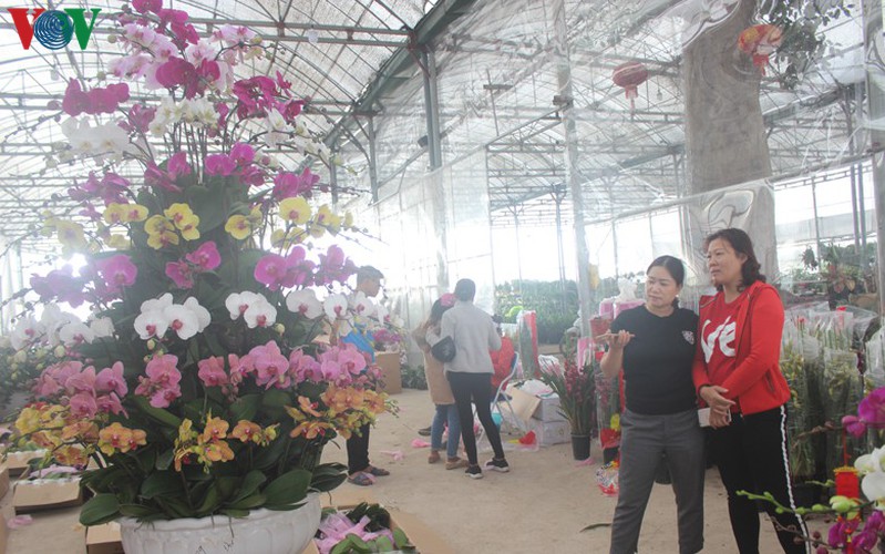 expensive orchid pots prove popular among customers ahead of tet hinh 3