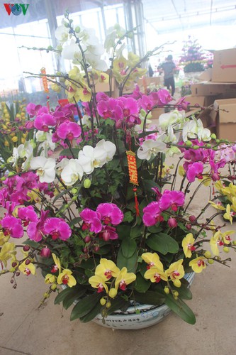 expensive orchid pots prove popular among customers ahead of tet hinh 4