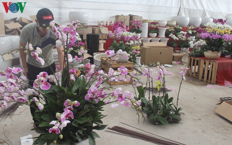 expensive orchid pots prove popular among customers ahead of tet hinh 6