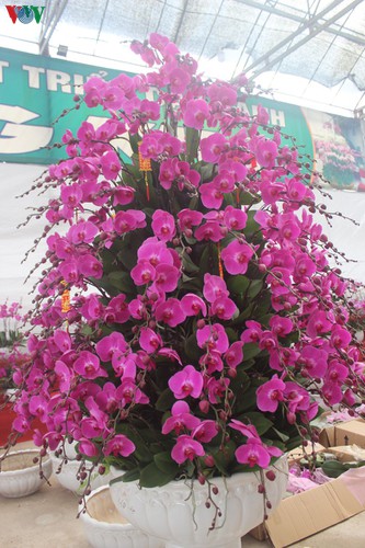 expensive orchid pots prove popular among customers ahead of tet hinh 7