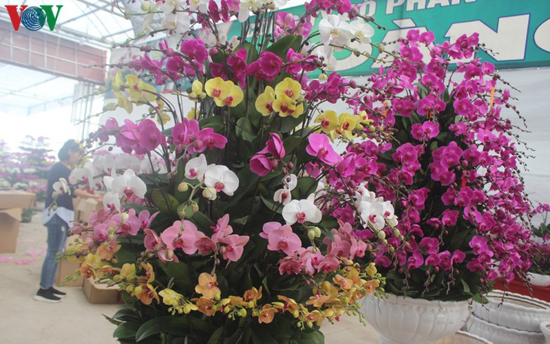 expensive orchid pots prove popular among customers ahead of tet hinh 8