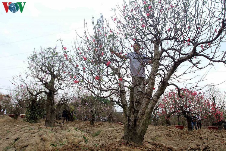 ancient peach growing village in hai phong prepares for tet rush hinh 1