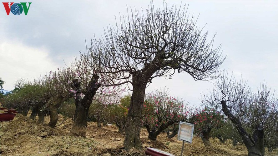 ancient peach growing village in hai phong prepares for tet rush hinh 2